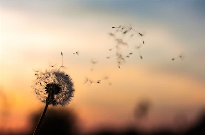 dandelion wild flower